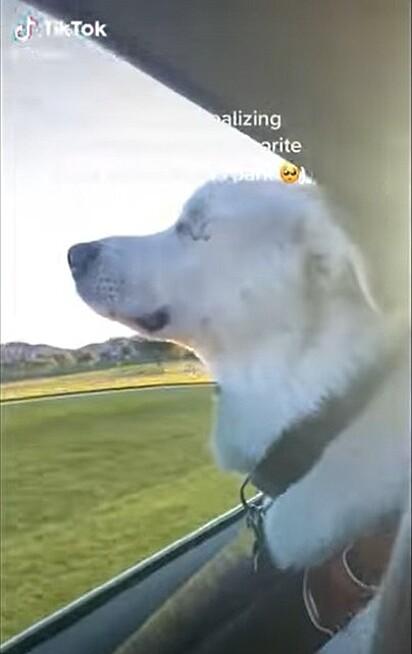 Cachorrinho cego reconhecendo o cheiro do parque.
