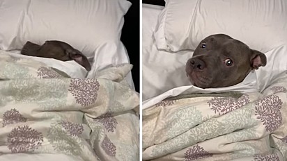 Mulher flagra seu cachorro dormindo feito gente em sua cama.