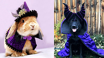 25 fotos de animais vestidos para o Halloween.
