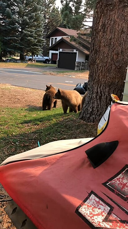Dois ursos passeando pelo quintal da casa.