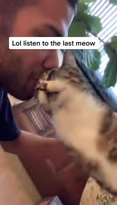Gatinho recebendo beijos após miado.