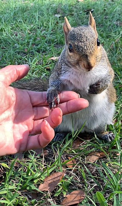 Esquilo visitando quem o salvou.