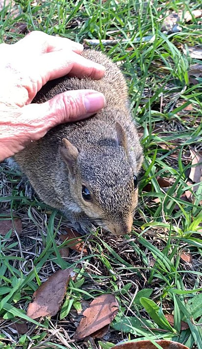 Humana fazendo carinho no esquilo.