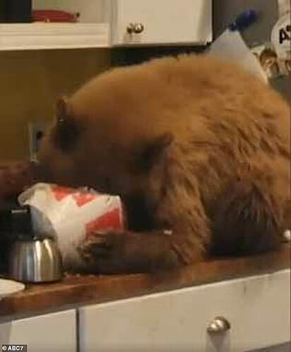 Urso roubando comida do morador de Sierra Madre.