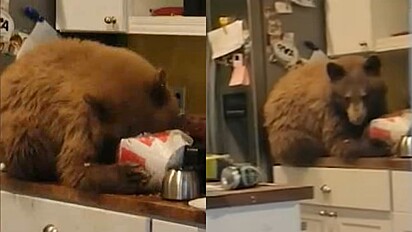 Urso encontrado comendo um balde de KFC.