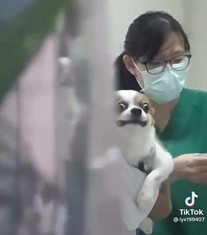 Cachorrinho fazendo careta enquanto médica aplica a vacina.