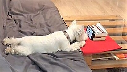 Cãozinho deitado enquanto abana o rabo de felicidade com seus vídeos favoritos.