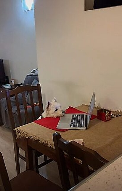 Cachorrinho prestando atenção na tela do computador.