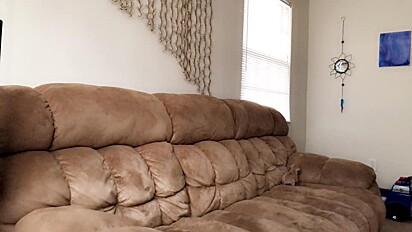 Cachorrinho consegue se camuflar no sofá por possuir o pelo do mesmo tom do tecido.