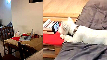 O cãozinho deitado no sofá adora passar o dia assistindo a vídeos da internet.