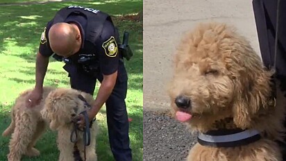 Policial e cachorrinho que está em treinamento para auxiliar no trabalho do departamento de polícia.