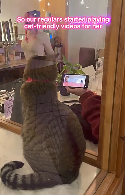 O gato está concentrado olhando para a tela do celular