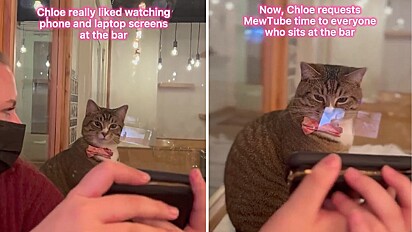 Gato apaixonado por assistir vídeos nos celulares alheios faz sucesso na web