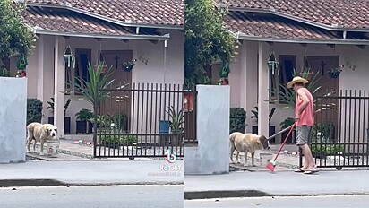 Cachorrinho ajuda o dono a limpar a calçada.
