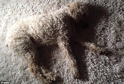 Cachorrinho poodle deitado em tapete igual a sua pelagem.