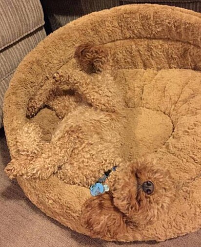 Cachorrinho marrom está deitado em sua cama que possui o mesmo tom de sua pelagem.
