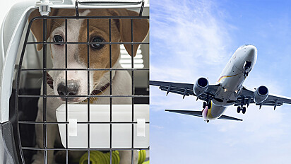 Dicas para transportar um animal de estimação no avião.