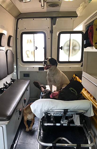 Cachorros dentro da ambulância acompanhando donos.