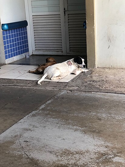 Cachorrinhos aguardando o dono do lado de fora do hospital.