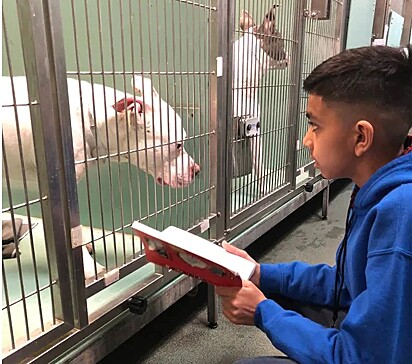 Garotinho de 11 anos lê livros para animais em abrigos de Manhattan, Nova York.