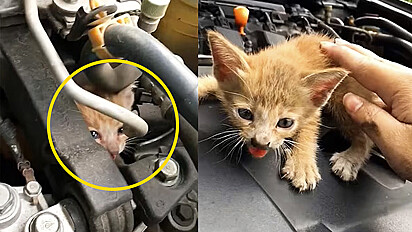 Motorista resgata gatinho que estava no motor do carro após ouvir seu miado durante seu trajeto diário.