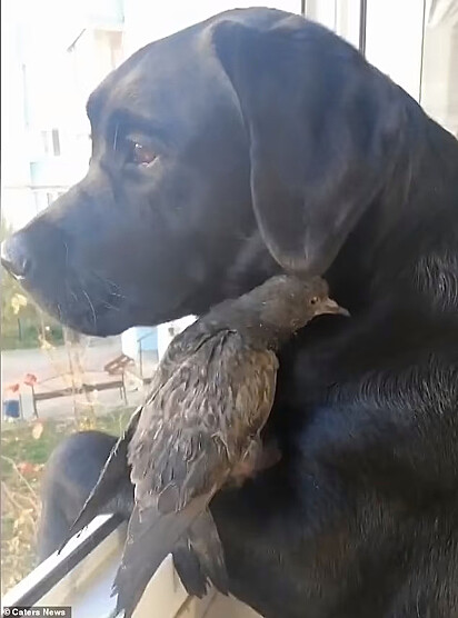 O pombo está usando o calor do corpo do cão para se aquecer