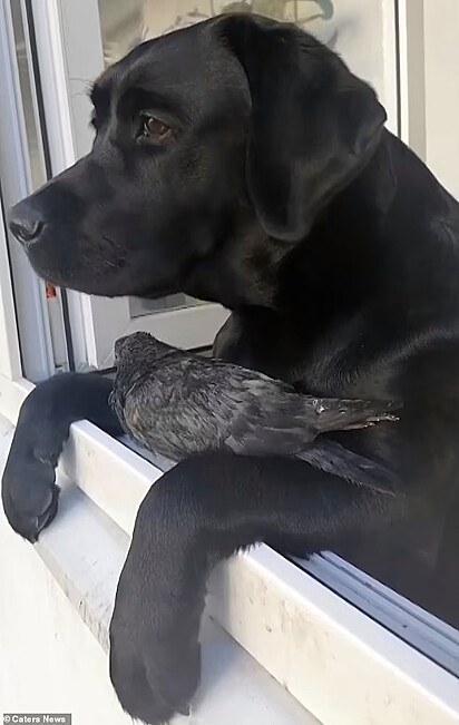 O pombo está no meio das patas do labrador 