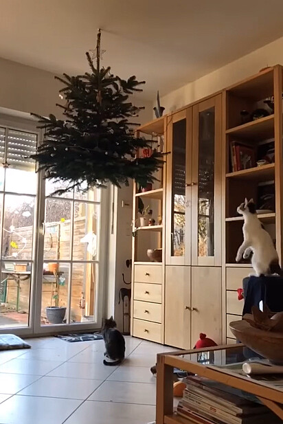 O gato subiu no sofá e está olhando atentamente para a árvore pendurada no teto