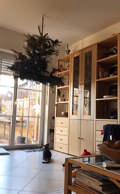 O gato pulou na árvore de Natal pendurada no neto e está se segurando nela