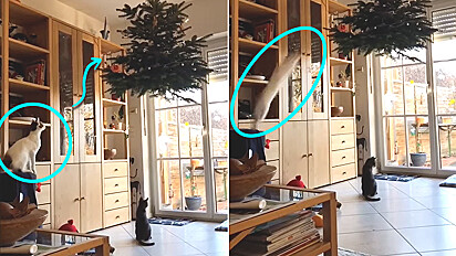 Gatos driblam gambiarra de dono e conseguem pular em árvore de Natal pendurada no teto.