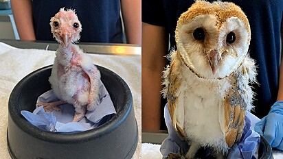 Ollie foi resgatada com algumas horas de vida pelo Tiggywinkles Wildlife Hospital.