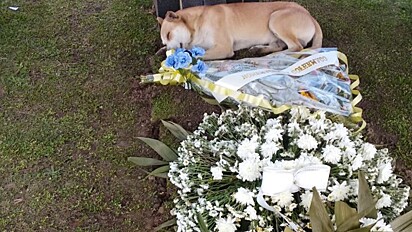 Cachorro é encontrado ao lado de túmulo três dias após sepultamento de senhor de 82 anos.