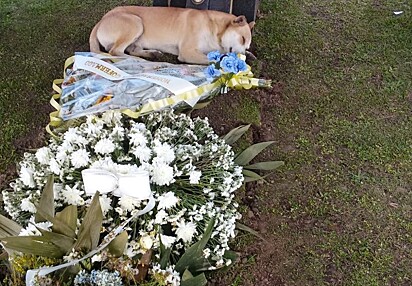 Cachorrinho continua visitando senhor de 82 anos que faleceu no dia 2 de novembro.