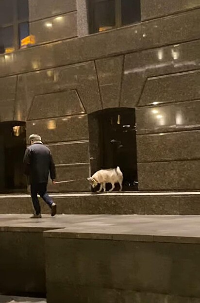 Cachorrinho está passeando com tutor pelo centro da cidade de Moscou, na Rússia.