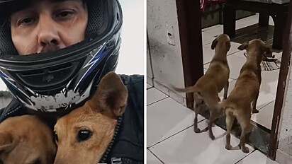 Antes e depois das cadelinhas caramelo. À esquerda, as cadelas dentro da jaqueta do rapaz para serem levadas de moto para casa. À direita, as pets em casa.