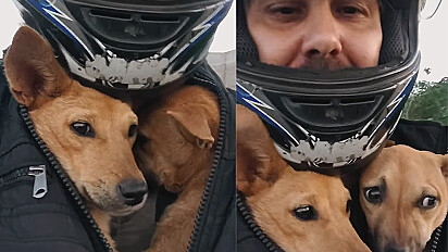 Motoqueiro resgata duas cadelas caramelo de rodovia e as leva dentro de sua jaqueta.
