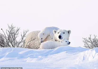 Os filhotes estão em cima da mamãe ursa brincando na neve.