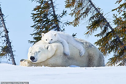 Mamãe ursa dormindo enquanto um filhote se aconchega em suas costas.