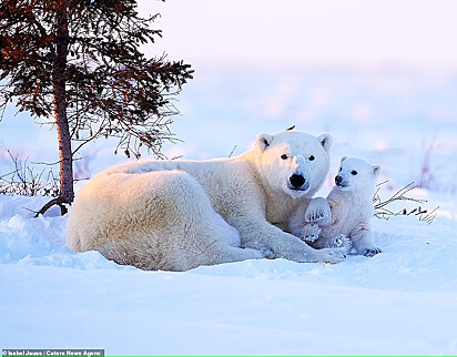 Ursa está deitada na neve com um filhote em seus braços.
