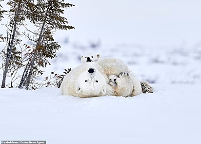 Mamãe e três filhotes estão deitados na neve enquanto observam a câmera. 