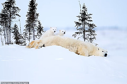 Dois filhotinhos se apoiam às costas da mãe enquanto a mesma está deitada na neve.