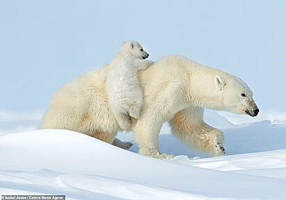 Mãe ursa carrega filhote em suas costas.