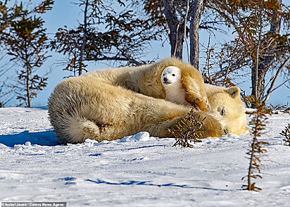 Mamãe ursa tirando um cochilo enquanto mantém um filhote em seus braços.