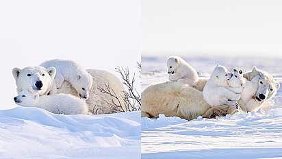 Fotógrafa captura cenas raras de ursos polares trigêmeos.