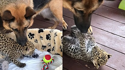 Cadela pastor alemão adota filhote de leopardo.