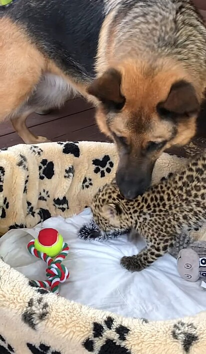 O filhote de leopardo está na cama com sua mãe adotiva.