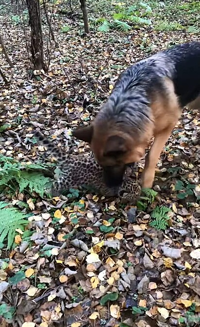 A cadela e o filhote leopardo estão brincando na floresta.