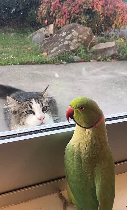 Papagaio brinca com gato que está do outro lado da janela.