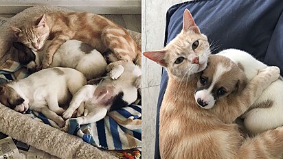 Após perder sua ninhada gatinha adota cães que perderam a mãe enquanto filhotes.
