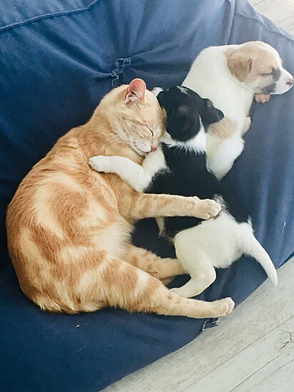 A gatinha está dormindo abraçada a dois filhotes que também precisavam de carinho e amor.